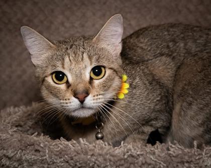 Enlarge Stella, a Adoptable Domestic Short Hair in Santa Fe, TX image 3/3
