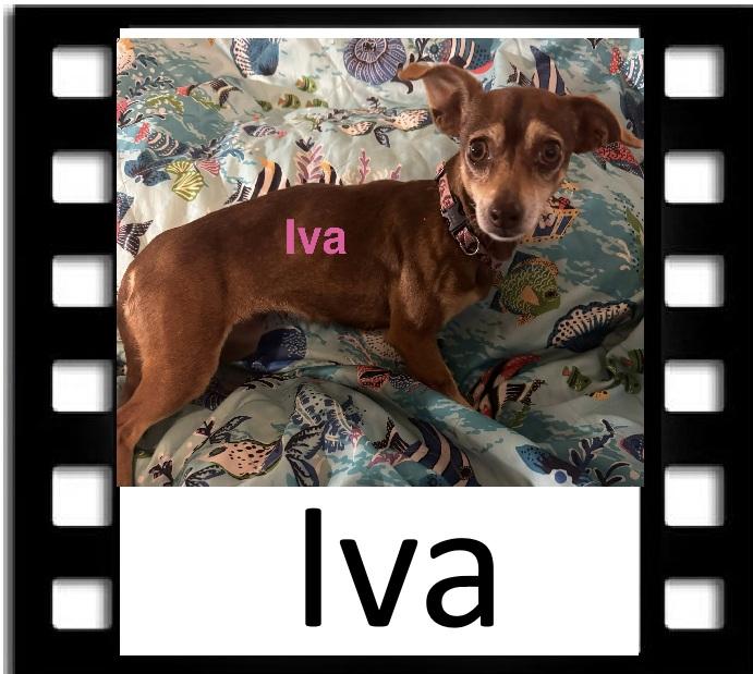 Enlarge Iva, a ADOPTABLE Chihuahua in Navarre, FL image 1/1