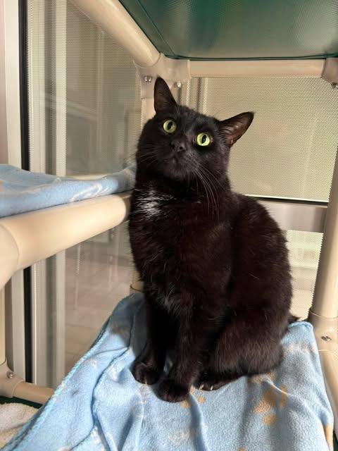 SAKU, Adoptable, Adult Male Domestic Short Hair.