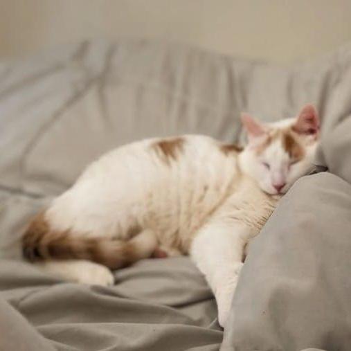 Bo, a ADOPTABLE Domestic Short Hair in New York, NY image 4/6