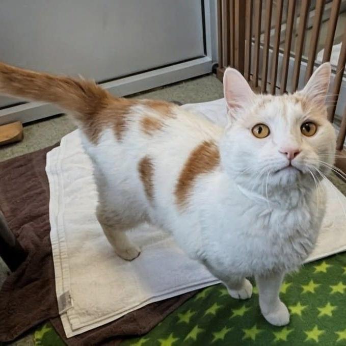 Bo, a ADOPTABLE Domestic Short Hair in New York, NY image 2/6