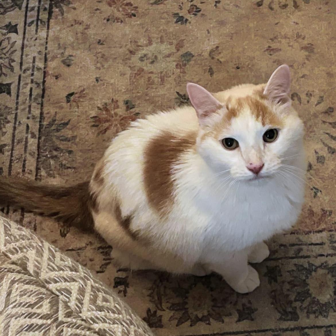 Bo, a ADOPTABLE Domestic Short Hair in New York, NY image 6/6