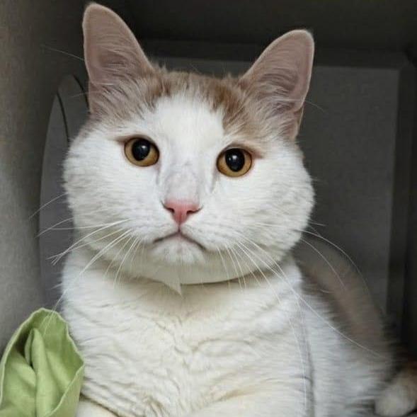 Bo, ADOPTABLE, Senior Male Domestic Short Hair.