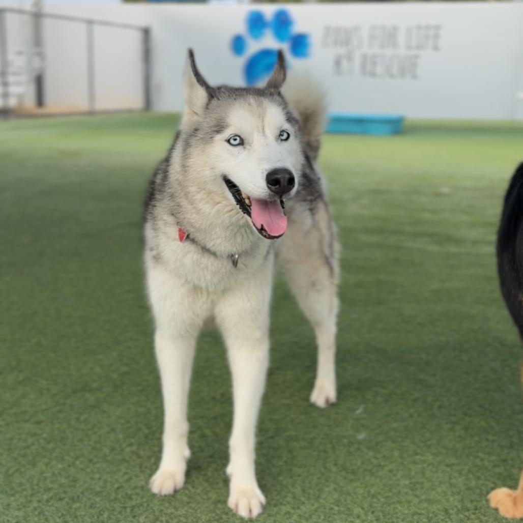 Nikko A2258221, Adoptable, Adult Male Siberian Husky & None.