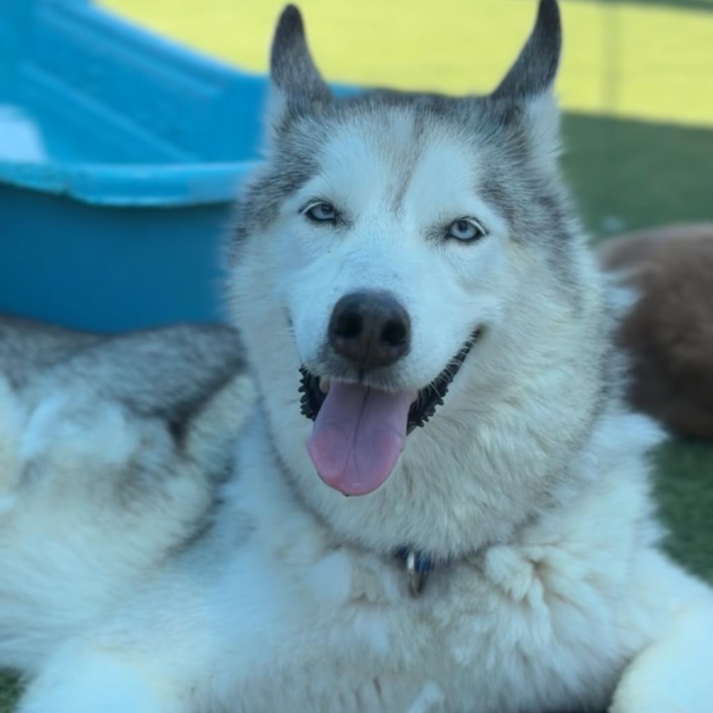 Enlarge Nikko A2258221, a Adoptable Siberian Husky in Mission Hills, CA image 2/6