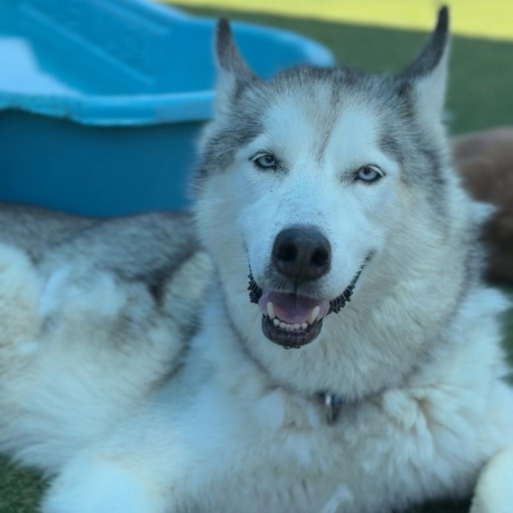 Enlarge Nikko A2258221, a Adoptable Siberian Husky in Mission Hills, CA image 3/6