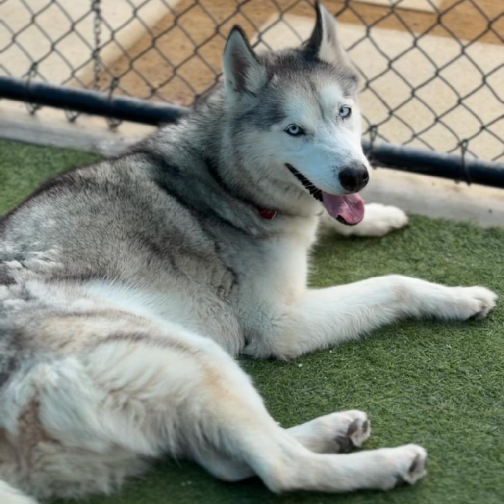 Enlarge Nikko A2258221, a Adoptable Siberian Husky in Mission Hills, CA image 4/6