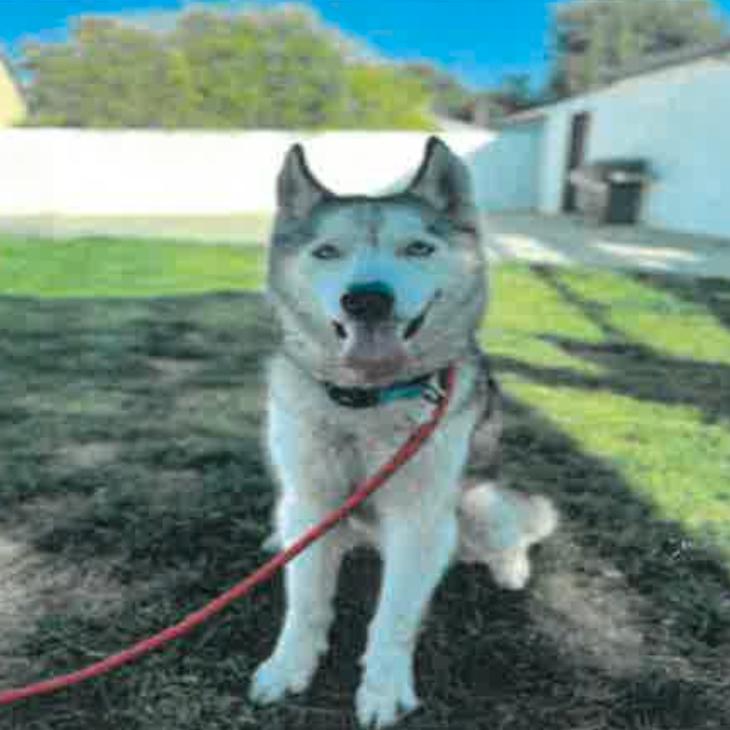 Enlarge Nikko A2258221, a Adoptable Siberian Husky in Mission Hills, CA image 5/6