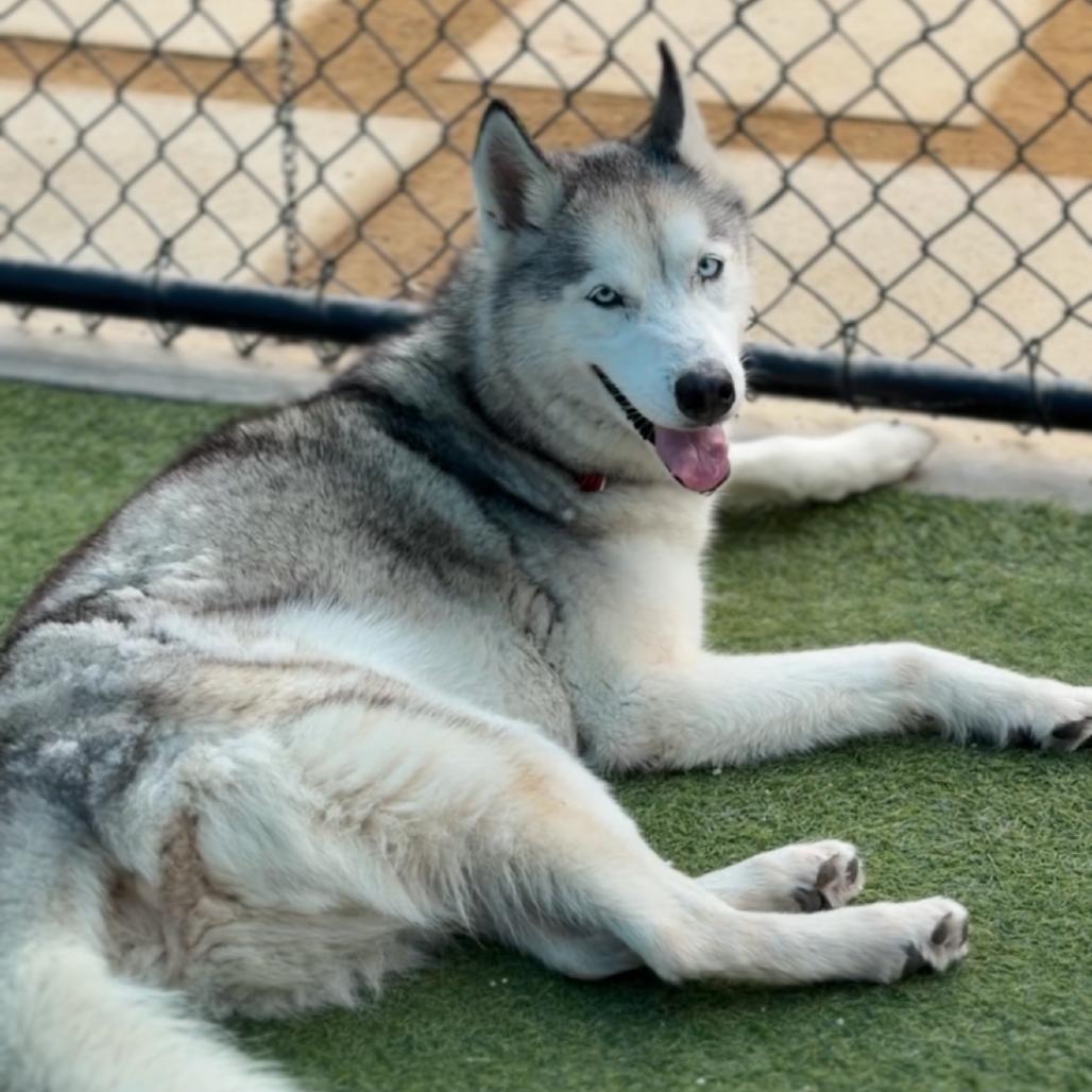 Enlarge Nikko A2258221, a Adoptable Siberian Husky in Mission Hills, CA image 6/6
