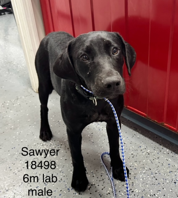 Sawyer, Young Male Black Labrador Retriever