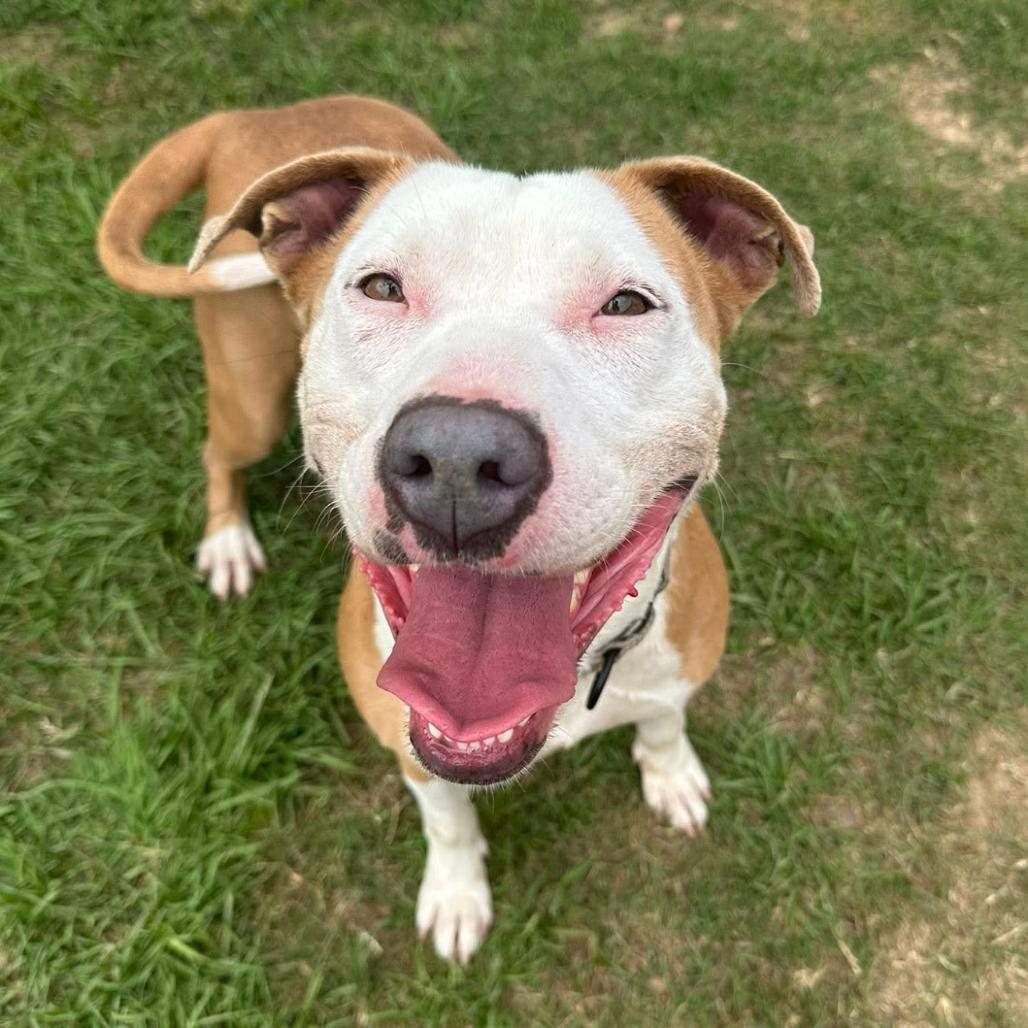 Rena, Adoptable, Adult Female Terrier & Mixed Breed.