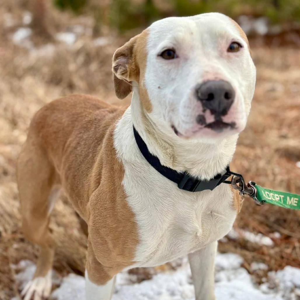 Enlarge Rena, a Adoptable mixed breed in Marshall, TX image 1/4