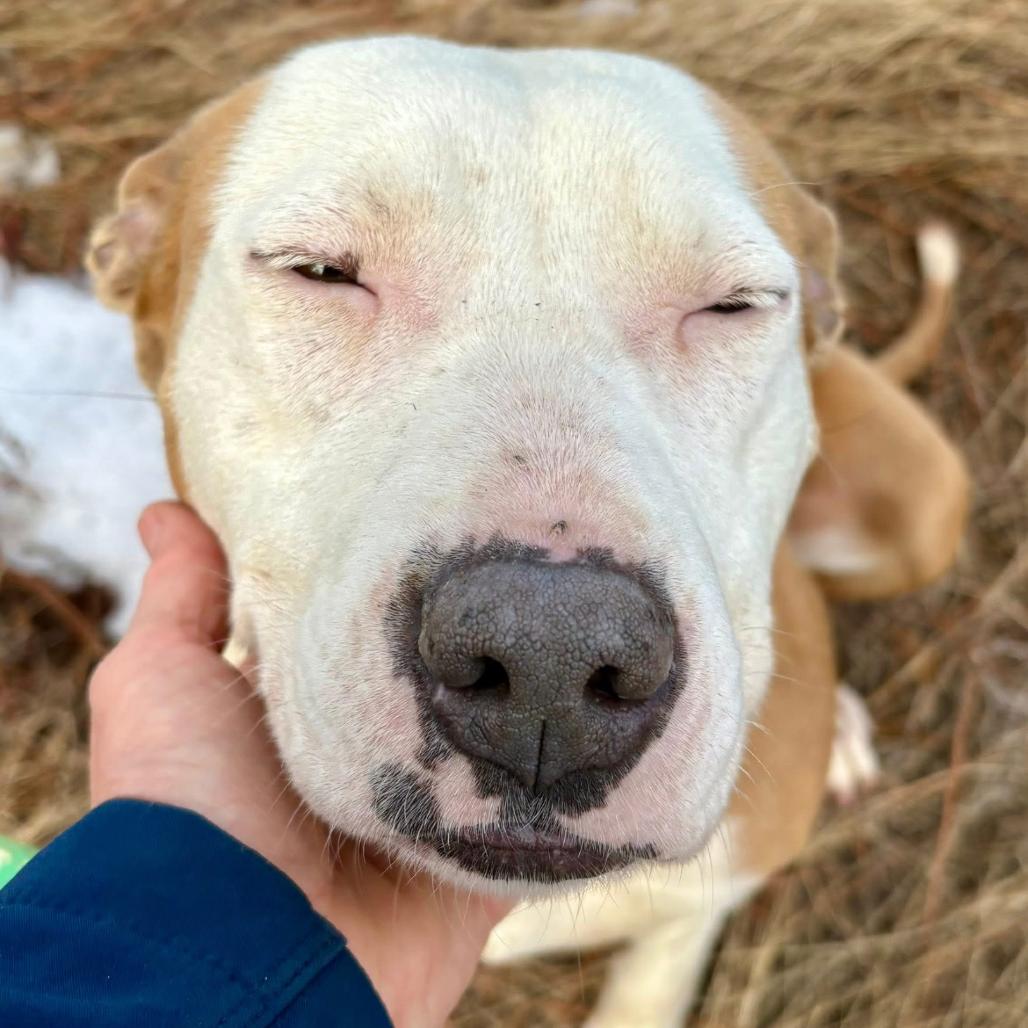 Enlarge Rena, a Adoptable mixed breed in Marshall, TX image 2/4