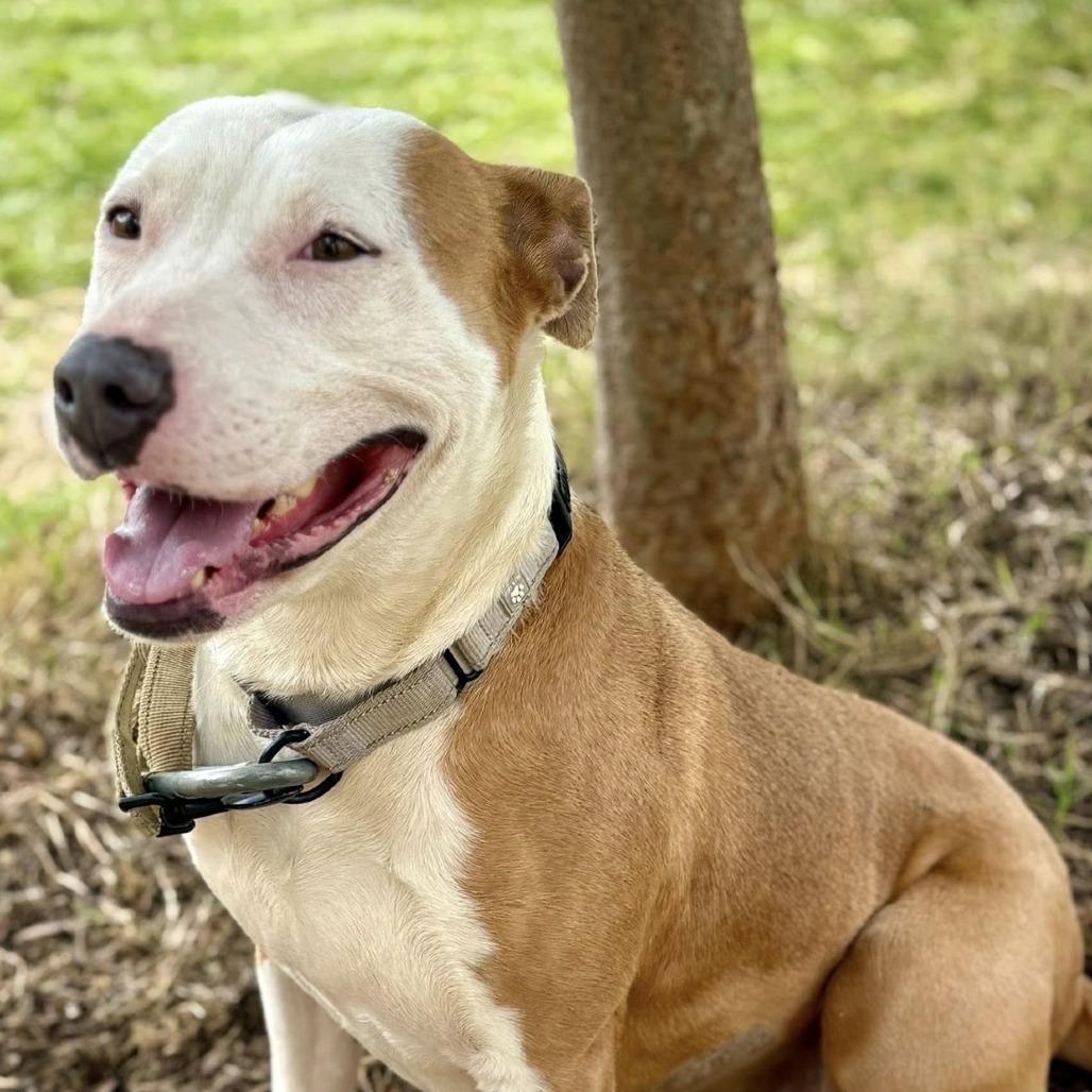 Enlarge Rena, a Adoptable mixed breed in Marshall, TX image 3/4