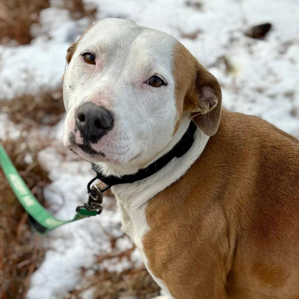 Enlarge Rena, a Adoptable mixed breed in Marshall, TX image 4/4