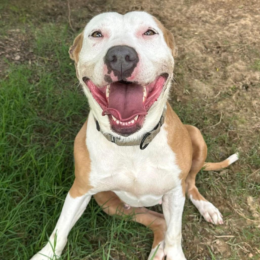 Rena, a Adoptable mixed breed in Marshall, TX image 6/6