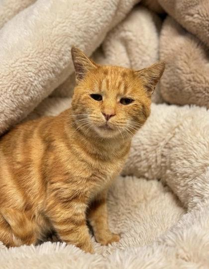 Enlarge Dennis the Menace, an adopted Domestic Short Hair in Bedford, IN image 1/1