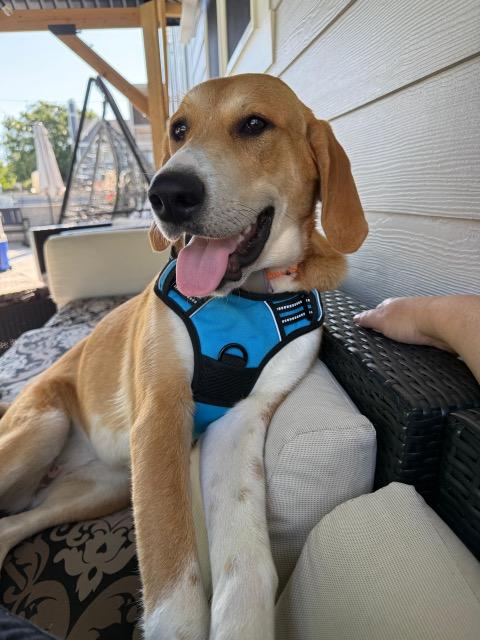 Iris, ADOPTABLE, Young Female Hound & Labrador Retriever.