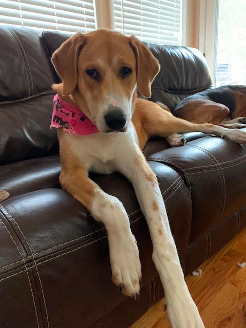 Iris, ADOPTABLE, Young Female Hound & Labrador Retriever.