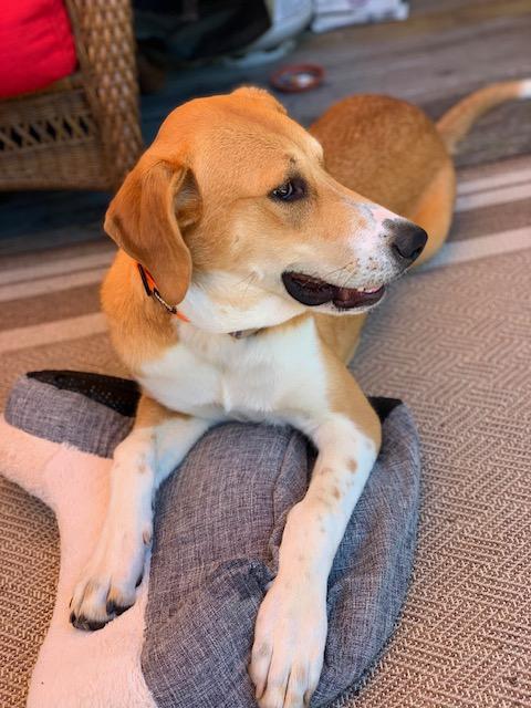 Enlarge Iris, a ADOPTABLE mixed breed in Manhasset, NY image 2/6