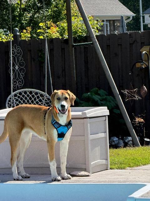 Enlarge Iris, a ADOPTABLE mixed breed in Manhasset, NY image 3/6