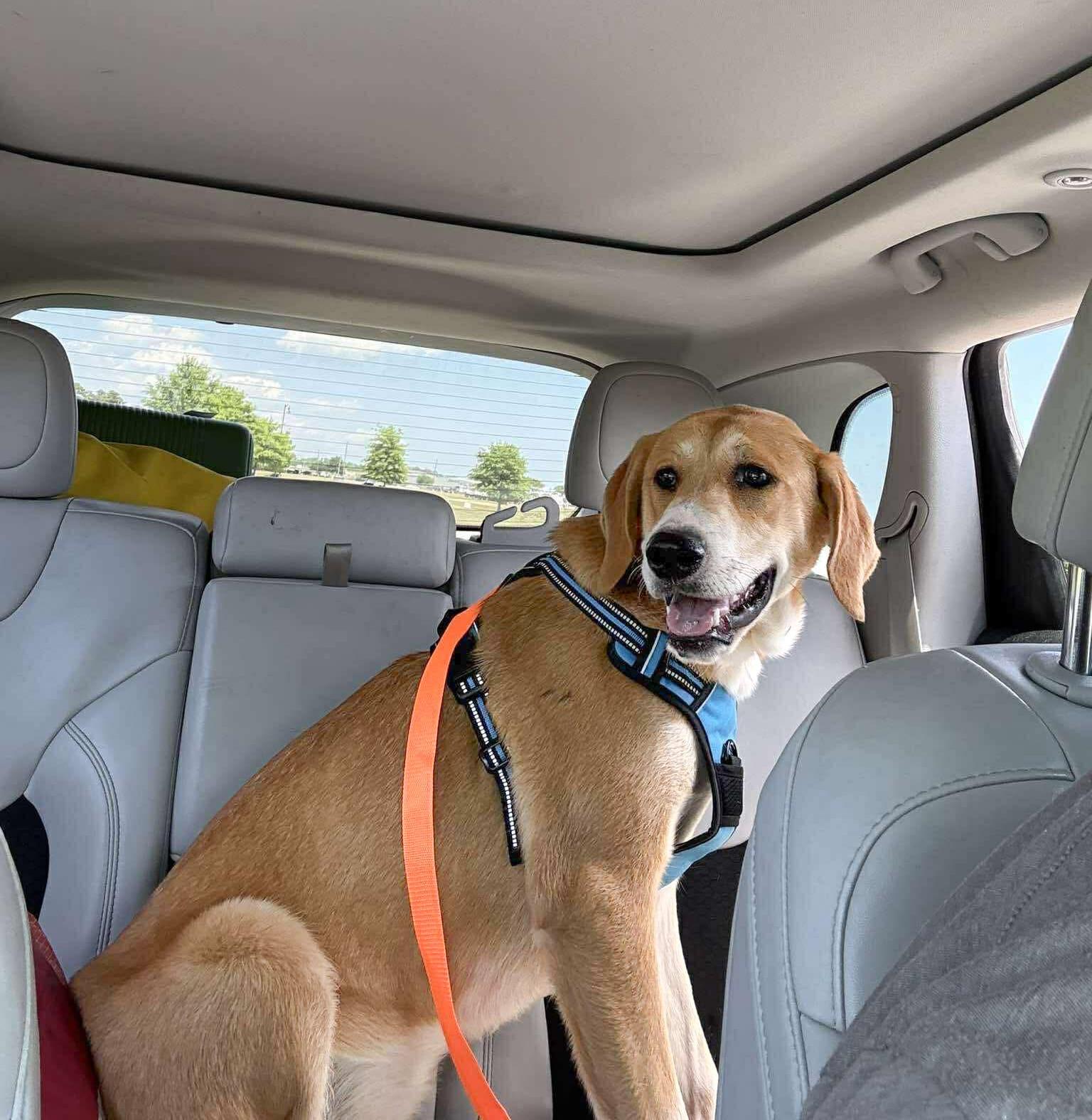 Enlarge Iris, a ADOPTABLE mixed breed in Manhasset, NY image 5/6