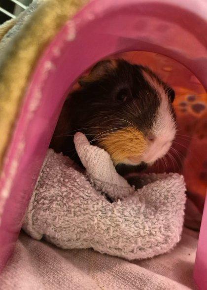 Chester, Adoptable, Adult Male Guinea Pig.