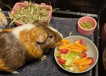 Chester, Adoptable, Adult Male Guinea Pig.