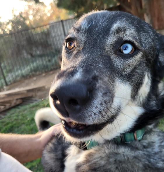 Tucker, Adoptable, Young Male Siberian Husky & German Shepherd Dog.
