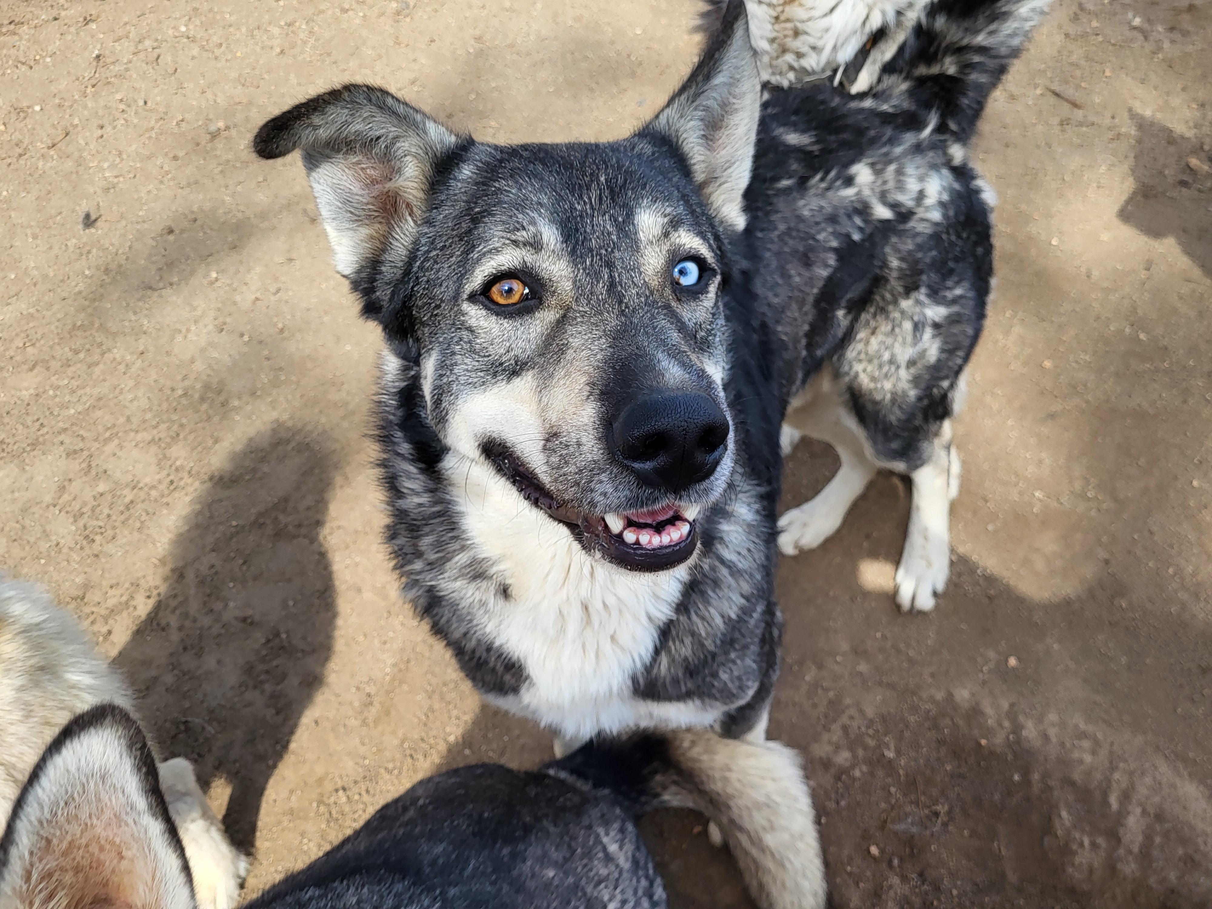 Tucker, a Adoptable mixed breed in RIVERSIDE, CA image 3/6
