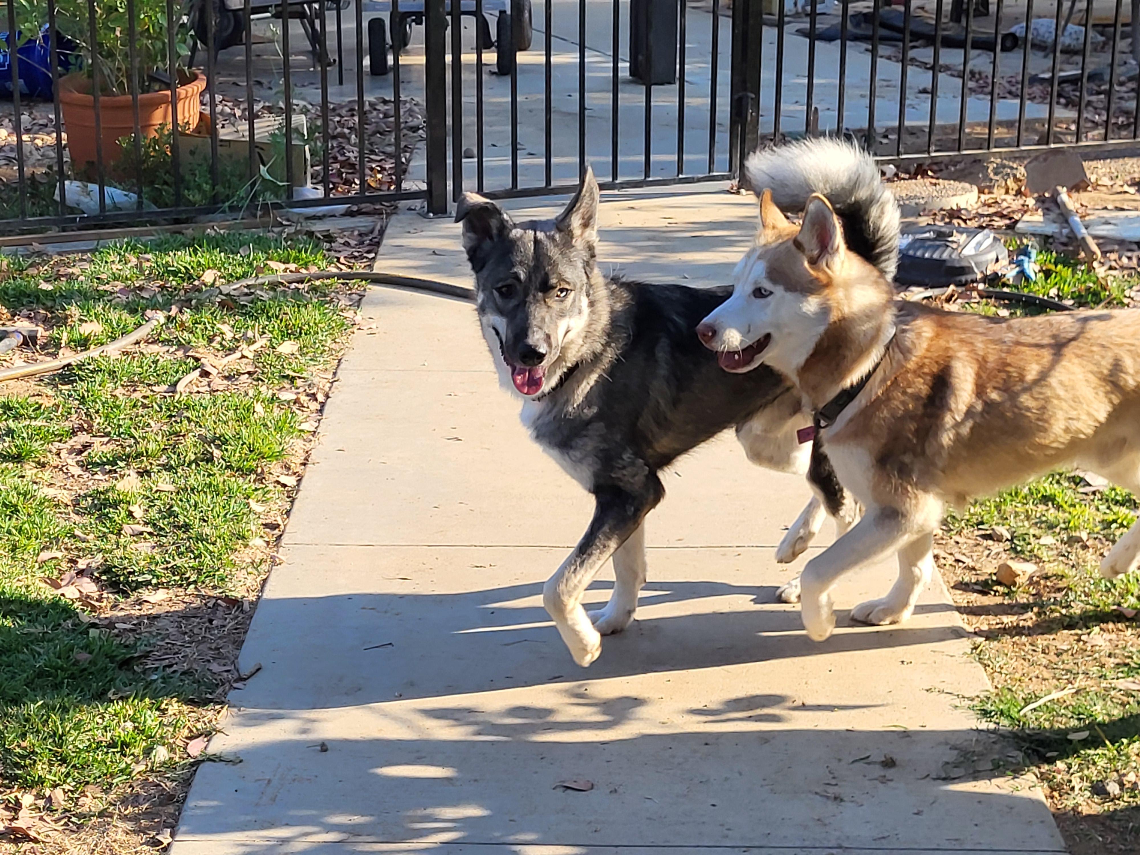 Tucker, Adoptable, Young Male Siberian Husky & German Shepherd Dog.