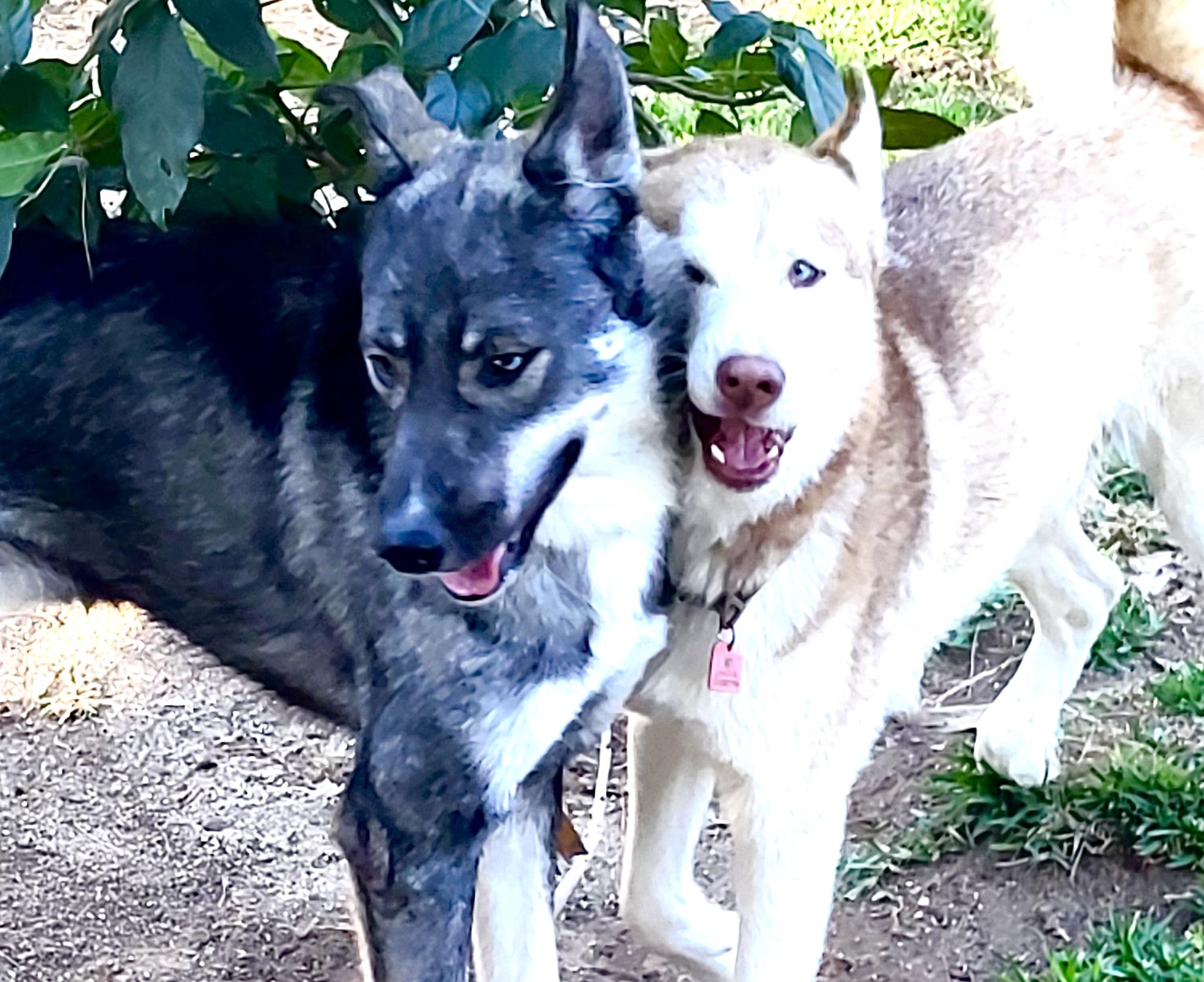 Tucker, a Adoptable mixed breed in RIVERSIDE, CA image 6/6