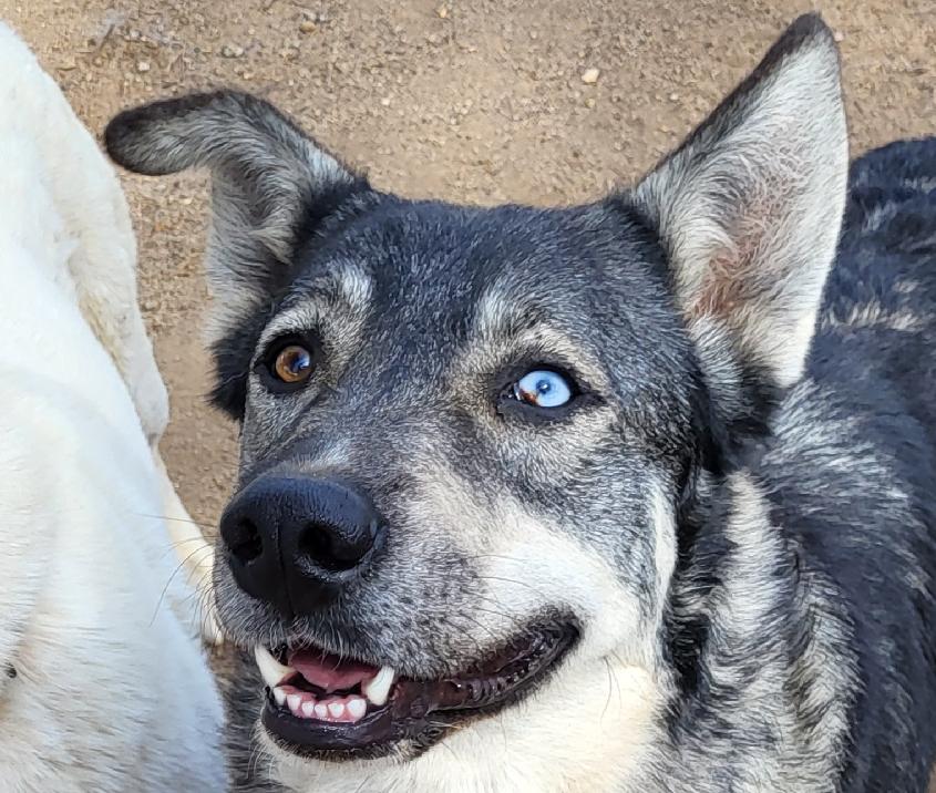 Tucker, a Adoptable mixed breed in RIVERSIDE, CA image 4/6