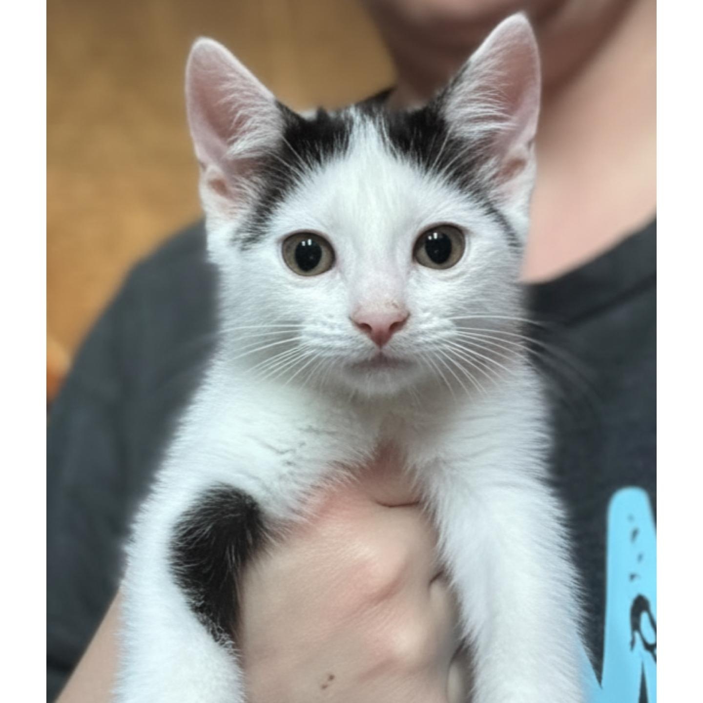 Snowball, adopted, Kitten Male Domestic Short Hair.