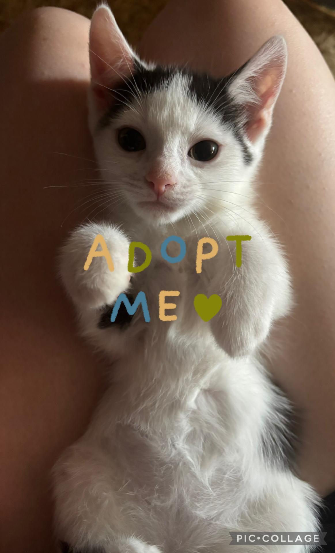 Snowball, an adopted Domestic Short Hair in Haddon Heights, NJ image 2/3