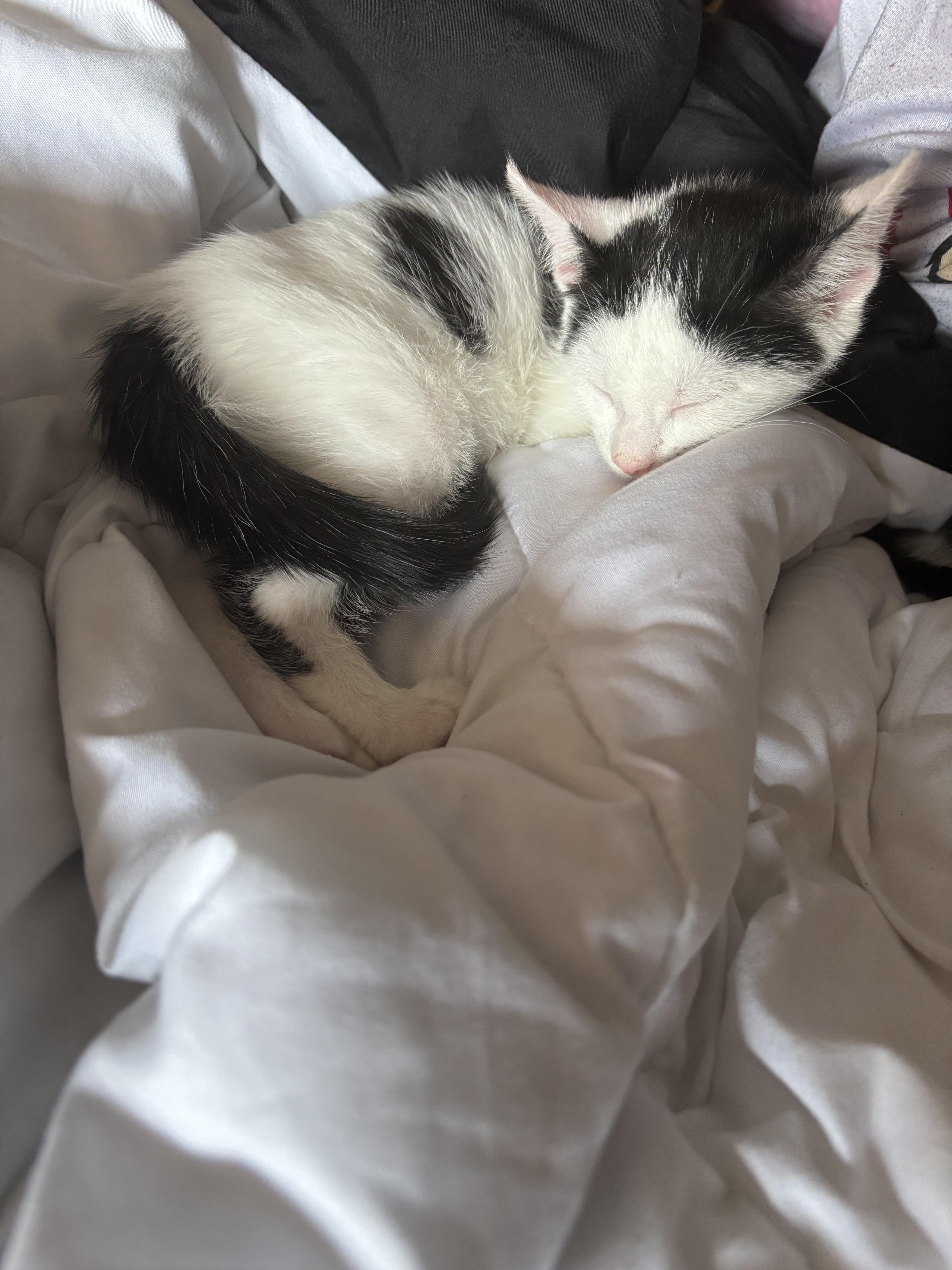 Snowball, an adopted Domestic Short Hair in Haddon Heights, NJ image 3/3