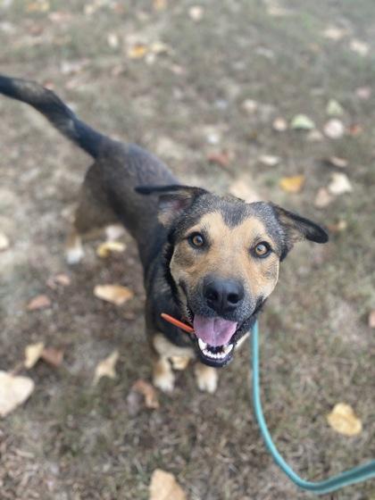 Waldo, Adoptable, Adult Male Mixed Breed.