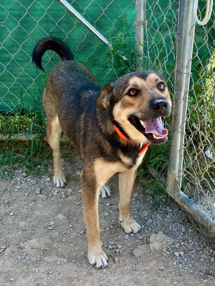 Enlarge Waldo, a Adoptable Mixed Breed in Yellville, AR image 2/2