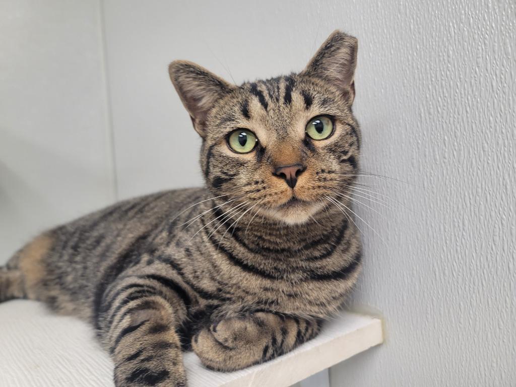 Enlarge Koopa, a Adoptable mixed breed in Raleigh, NC image 1/1