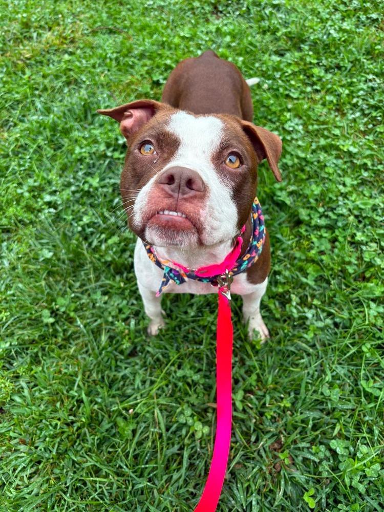 Megan, Adoptable, Adult Female American Bulldog & American Staffordshire Terrier.