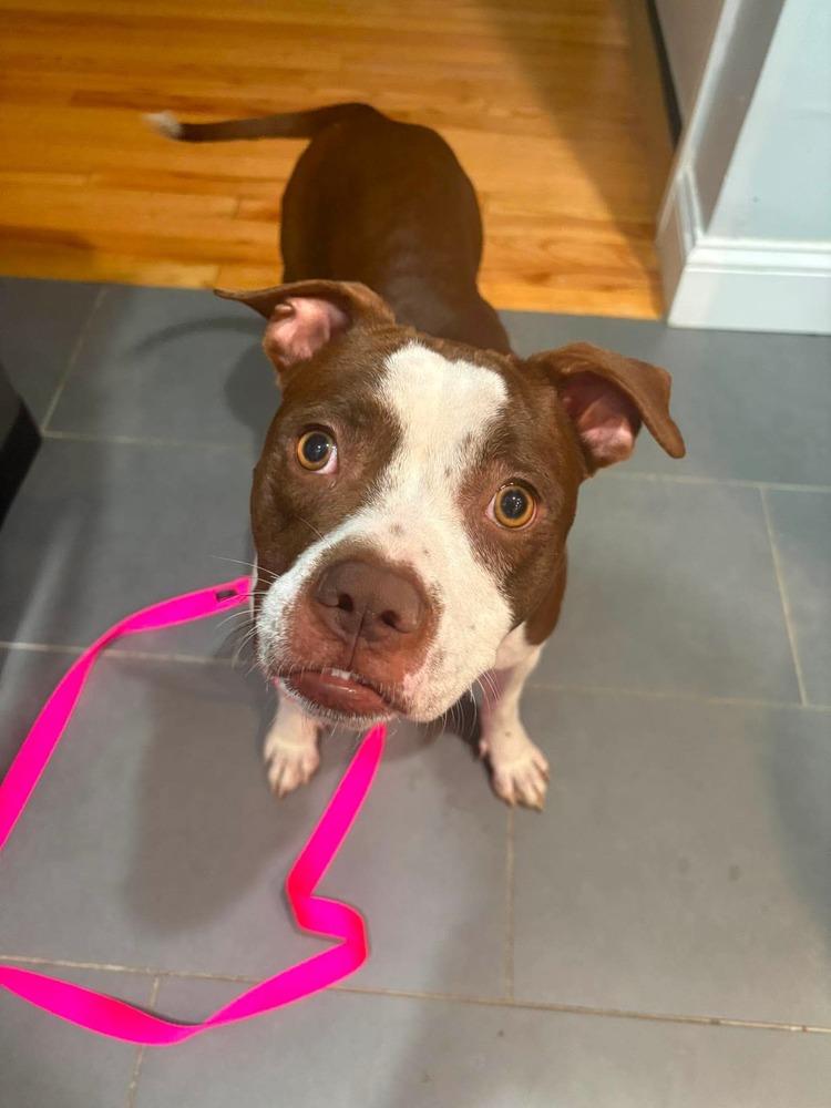 Enlarge Megan, a Adoptable mixed breed in Saugus, MA image 2/6