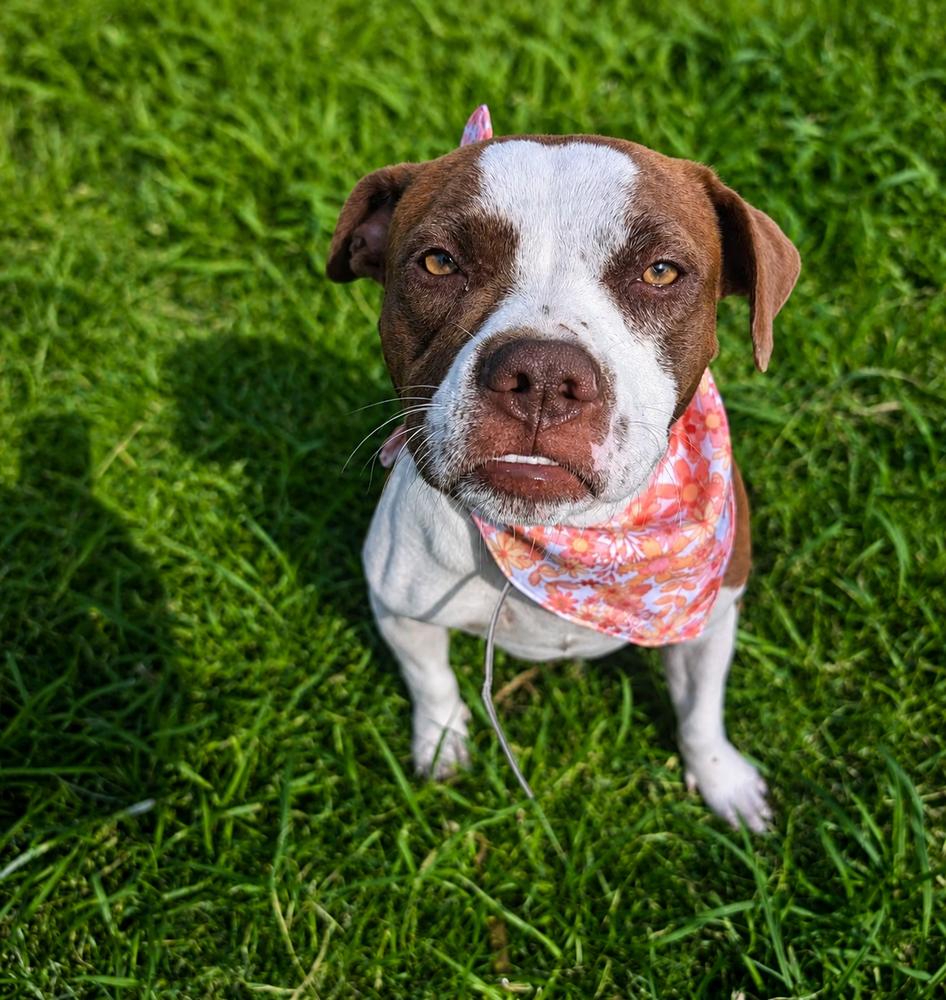 Enlarge Megan, a Adoptable mixed breed in Saugus, MA image 3/6