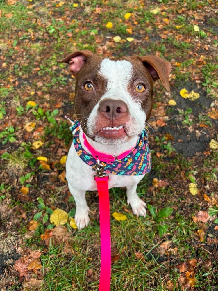 Enlarge Megan, a Adoptable mixed breed in Saugus, MA image 4/6