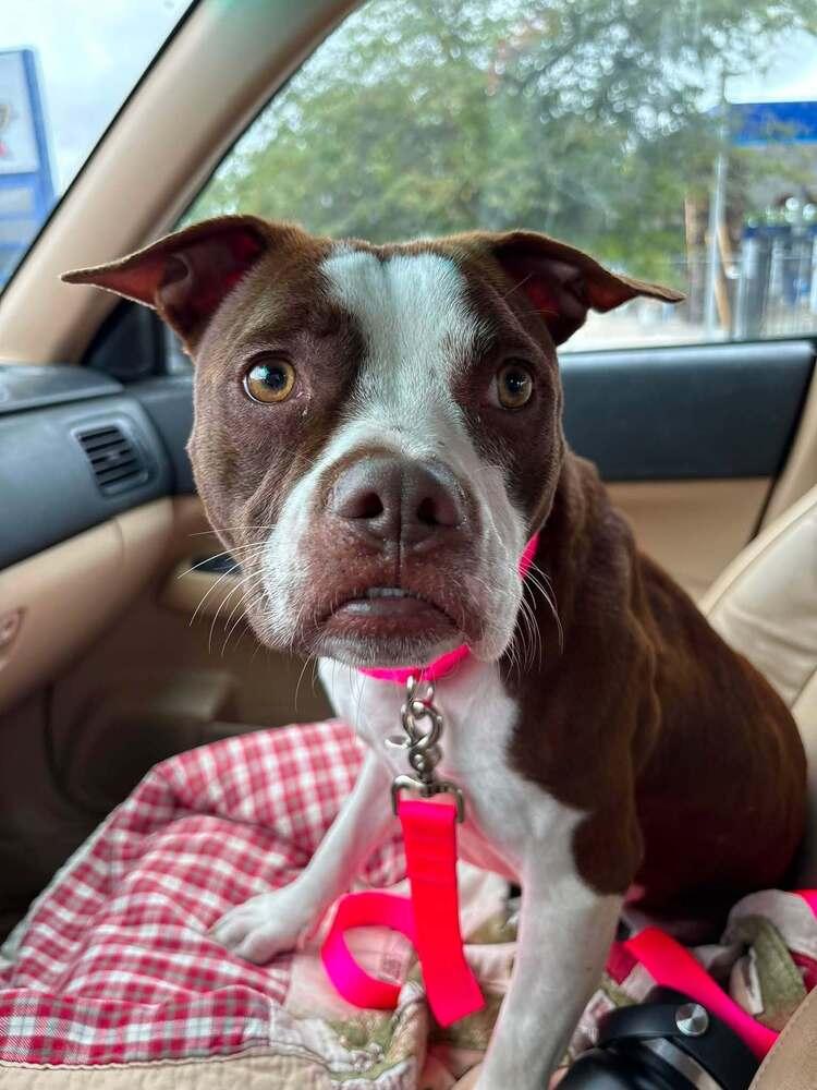 Enlarge Megan, a Adoptable mixed breed in Saugus, MA image 5/6