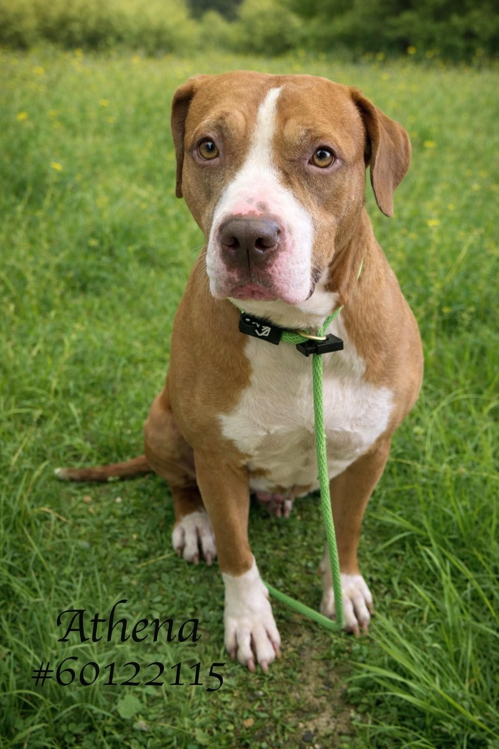 Athena , ADOPTABLE, Adult Female Pit Bull Terrier.
