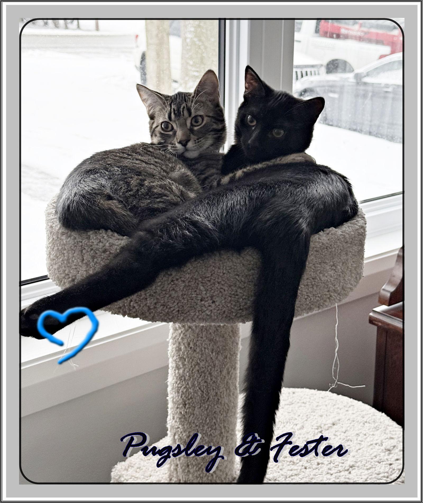 Enlarge FESTER & PUGSLEY (CP), a Adoptable Domestic Short Hair in London, ON image 1/3