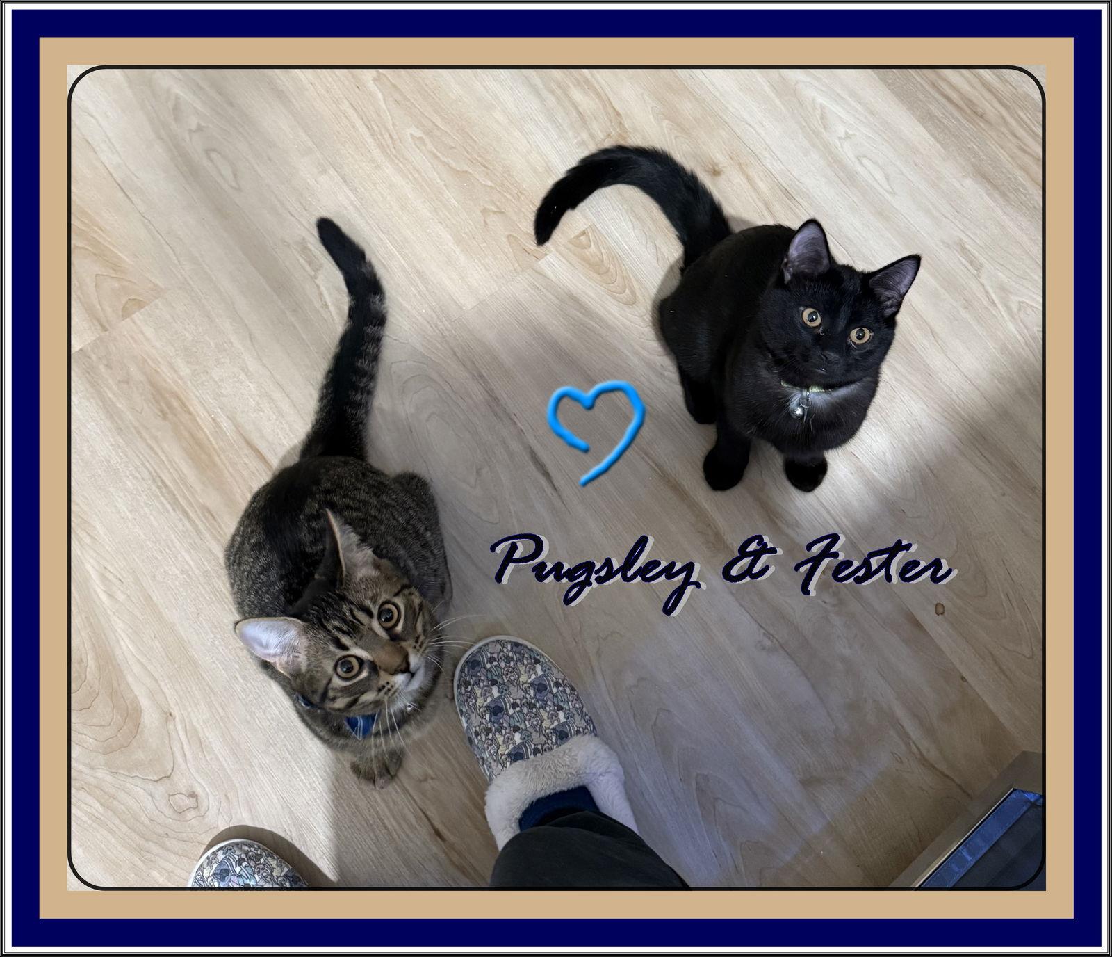 Enlarge FESTER & PUGSLEY (CP), a Adoptable Domestic Short Hair in London, ON image 3/3