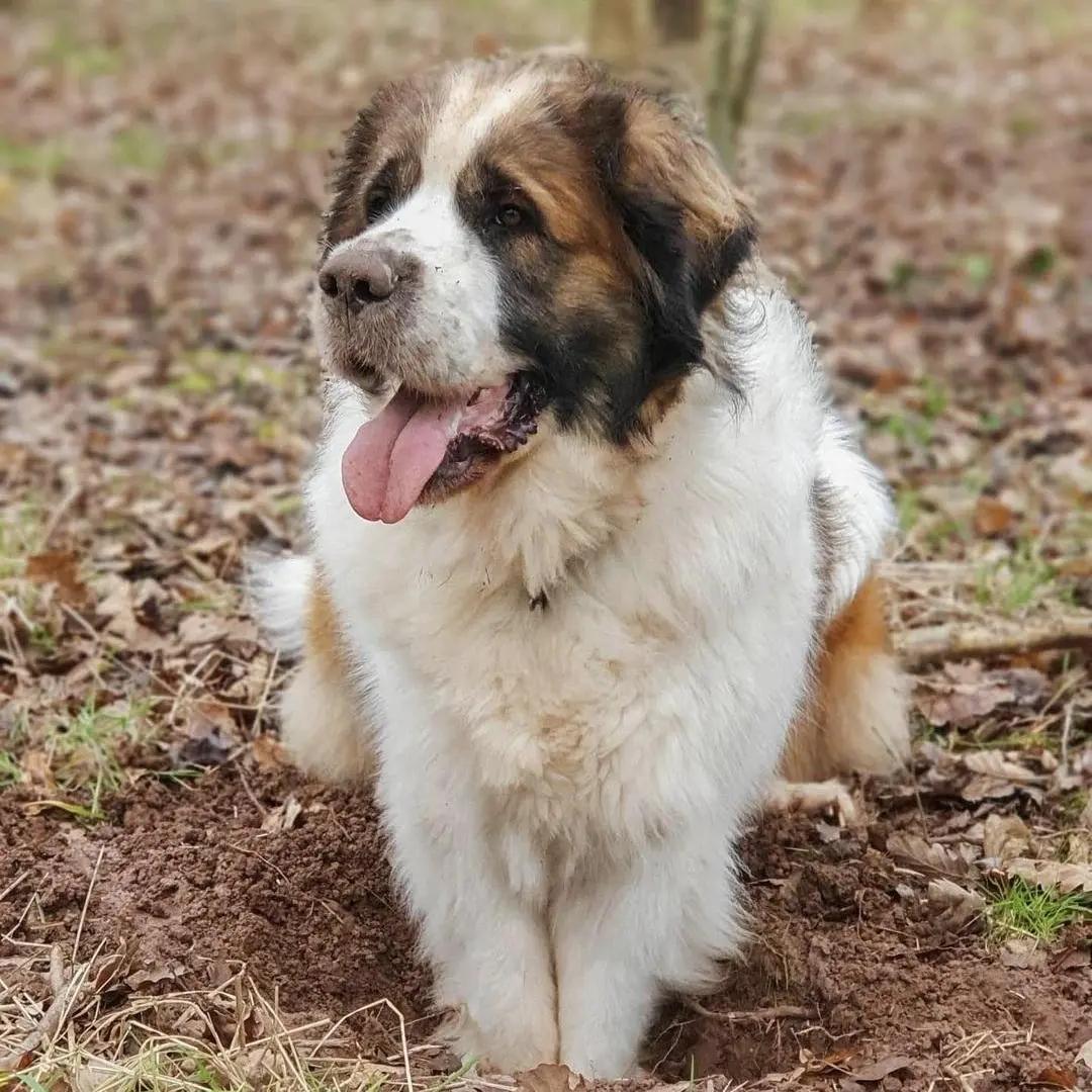 Enlarge Bessie, an adoptable mixed breed in McKinney, TX image 1/1