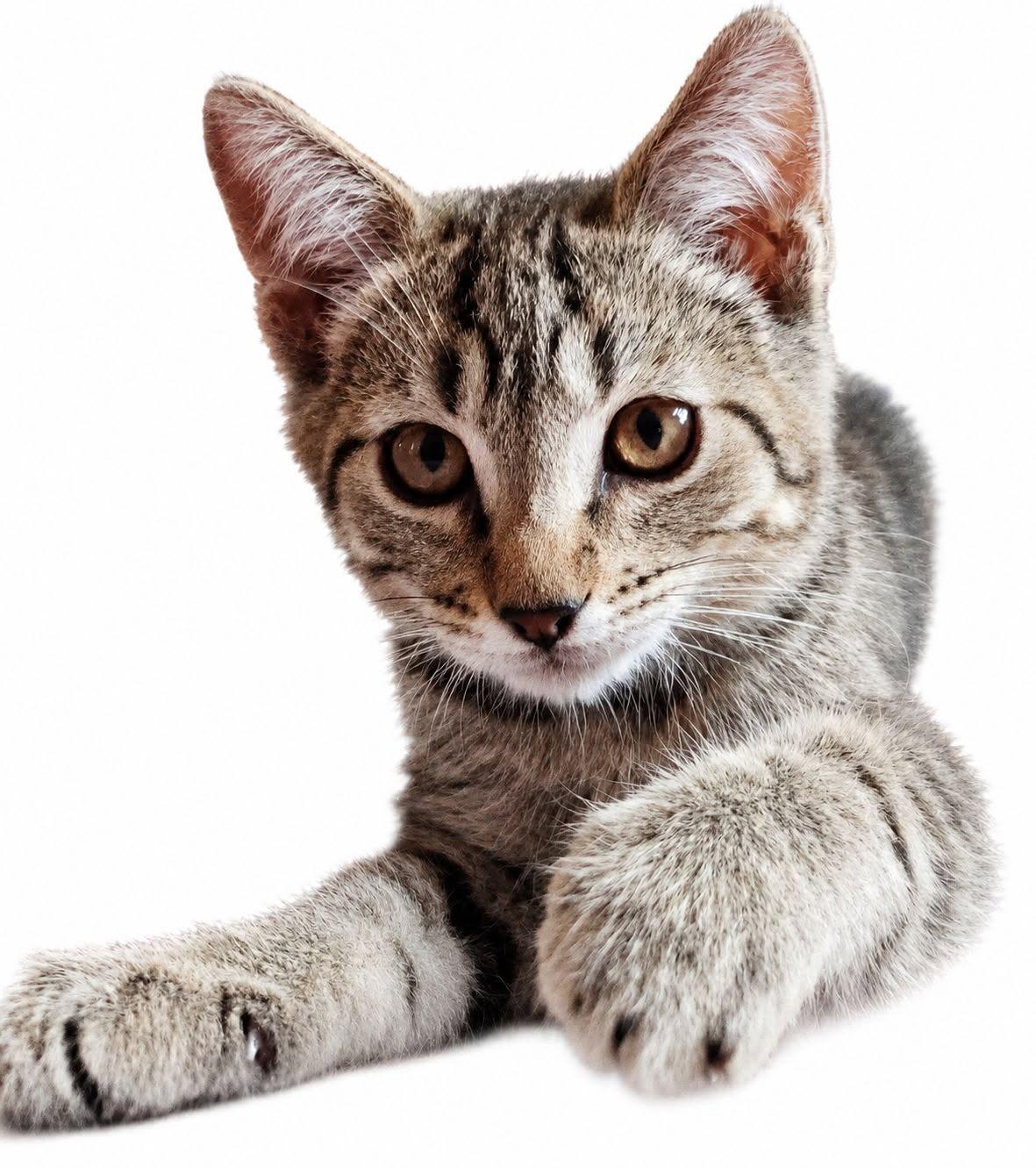 Noney, adopted, Kitten Female Domestic Short Hair.