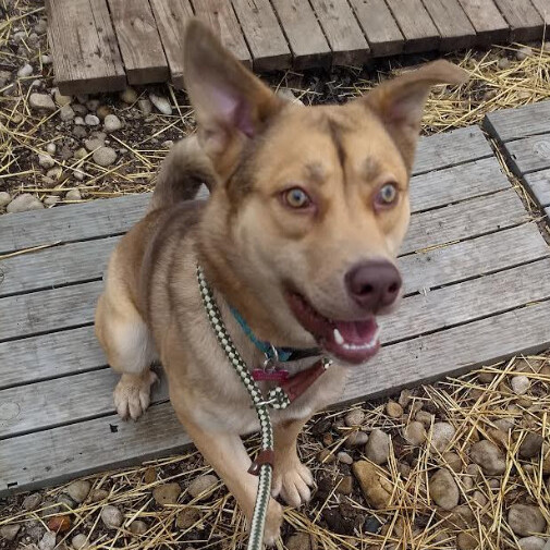 Enlarge Timber, a Adoptable mixed breed in Barrington Hills, IL image 5/9